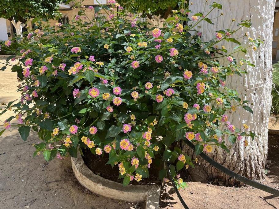 Triana Family Suites إشبيلية المظهر الخارجي الصورة